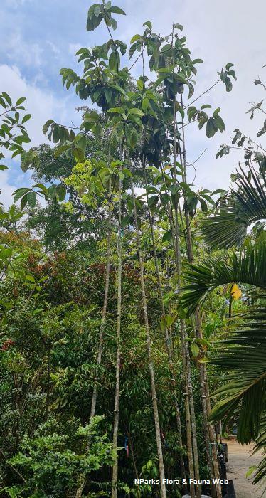 Dipterocarpus costulatus