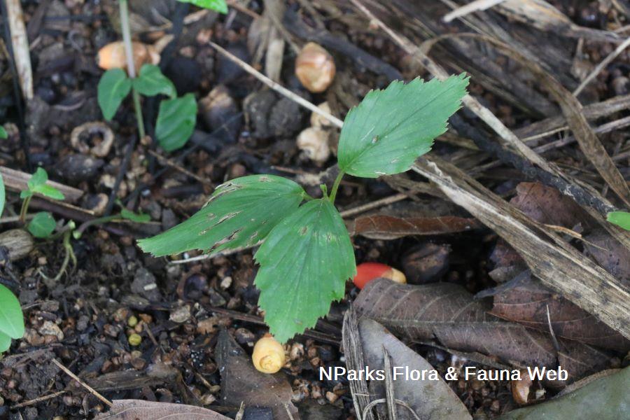 Drymophloeus oliviformis