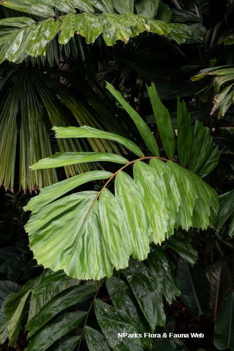 Drymophloeus oliviformis