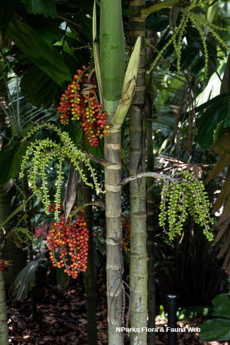 Drymophloeus oliviformis