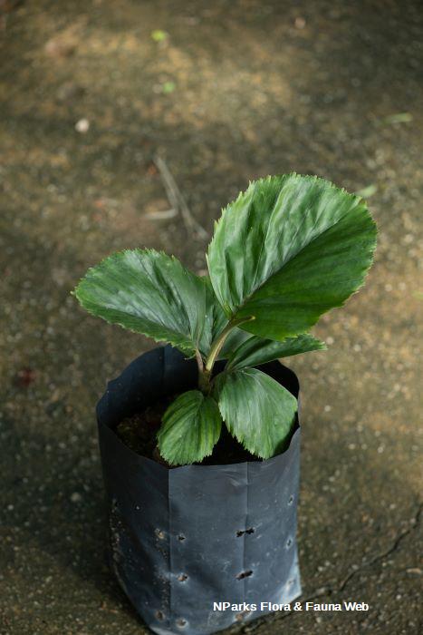 Drymophloeus oliviformis