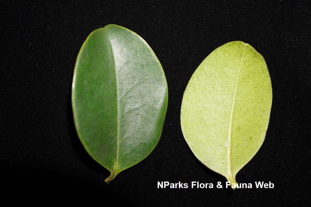 Memecylon_edule_var_edule_Reuben_Lim_1LR