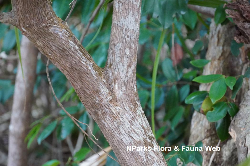 Memecylon_edule_var_edule_Reuben_Lim_2LR