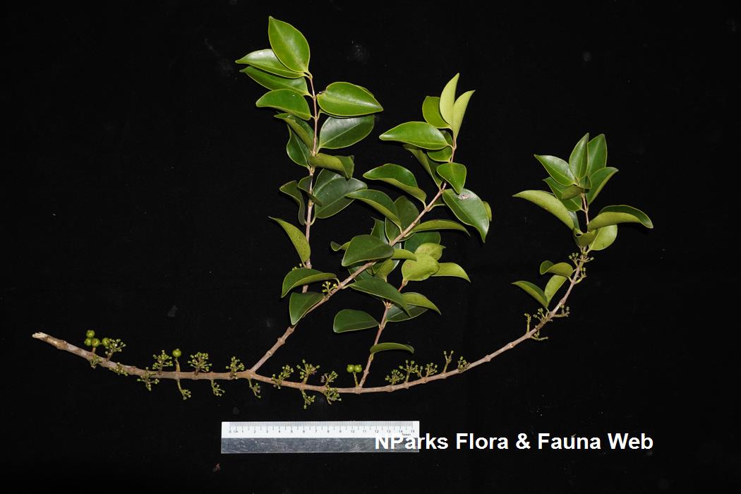 Memecylon_edule_var_edule_Reuben_Lim_3LR