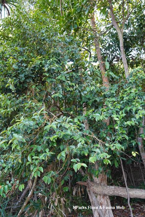 Memecylon_edule_var_edule_Reuben_Lim_4LR