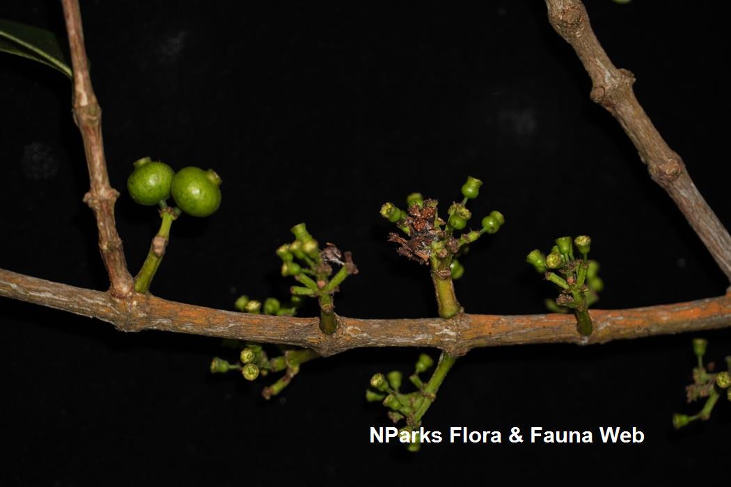 Memecylon_edule_var_edule_Reuben_Lim_5LR