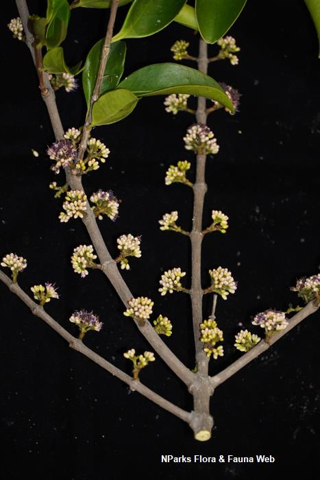 Memecylon_edule_var_edule_Reuben_Lim_6LR