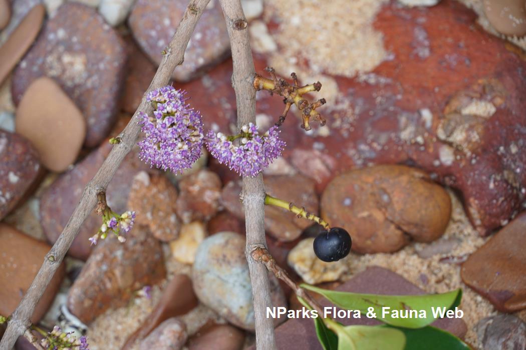 Memecylon_edule_var_edule_Reuben_Lim_7LR