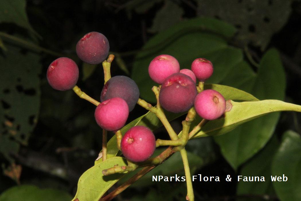 thumbnail image 2 of 1000 Cinnamon Basil Herb Seeds - Non-GMO Ocimum Basilicum For Home Gardening 2 of 9