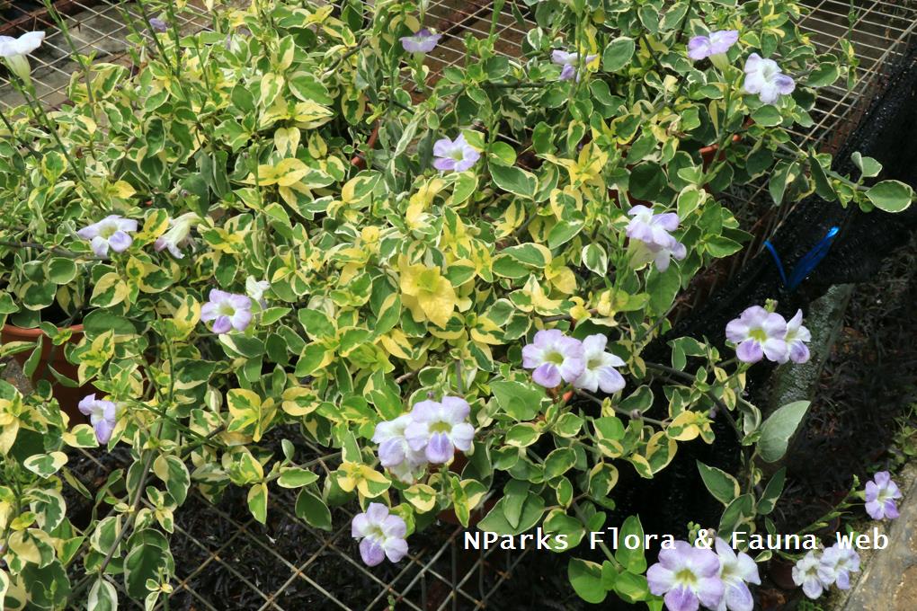 Asystasia_gangetica_Ivory_Ribbons