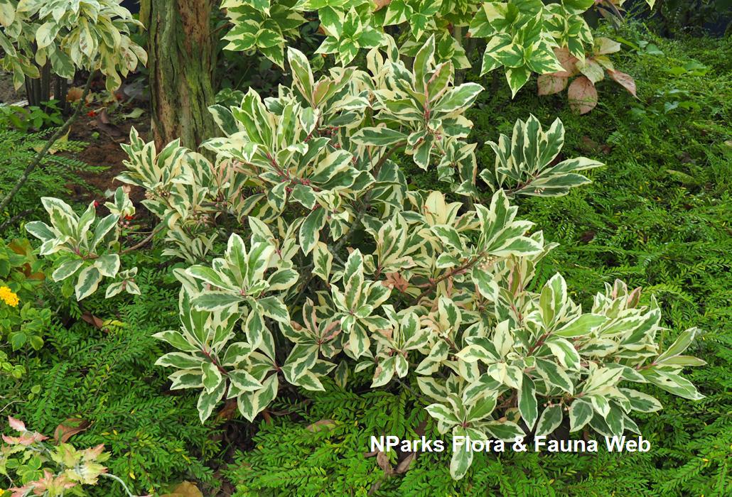 Ardisia elliptica variegated