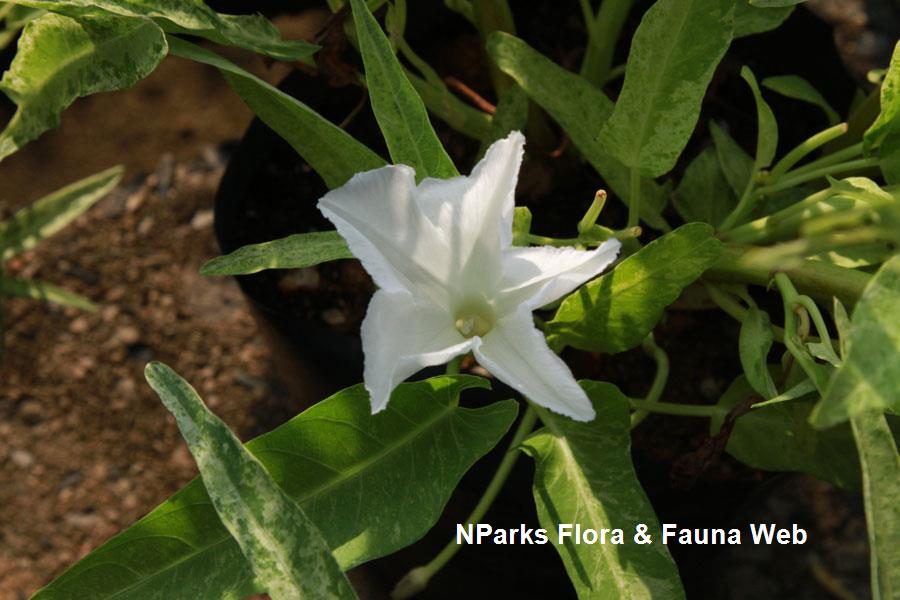 Ipomoea cultivar (variegated)