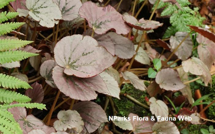 Begonia_sp._U192_WeiTeng