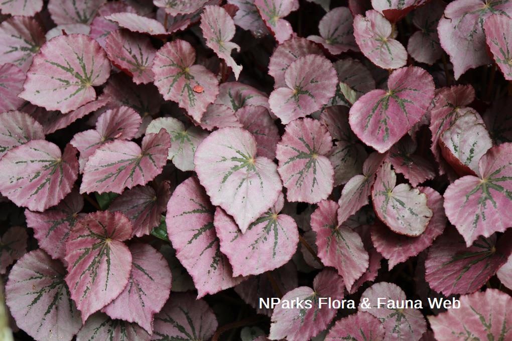 Nparks Begonia U192 Martin S Mystery
