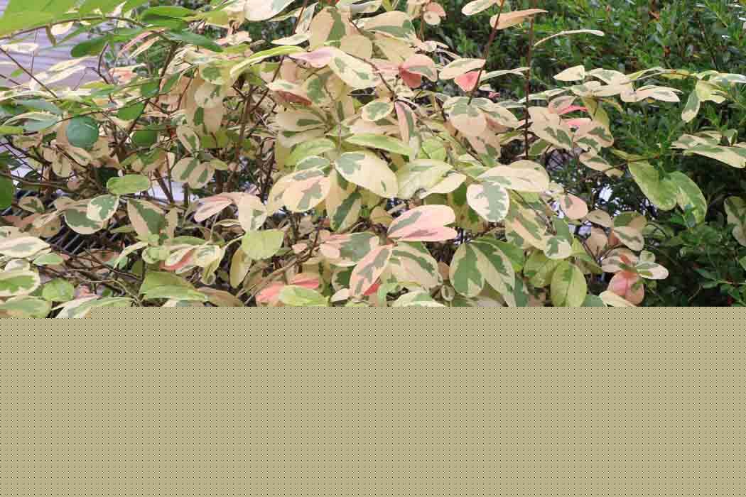 Bridelia ovata variegated