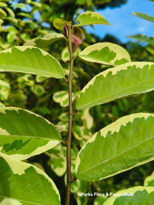 Bridelia ovata variegated