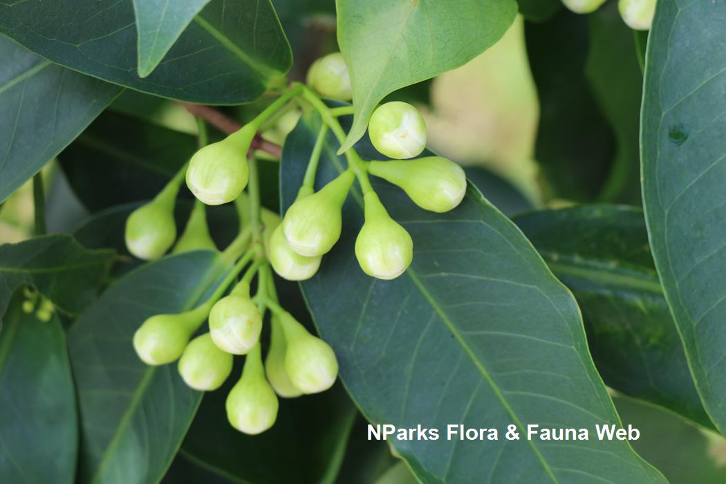 Syzygium samarangense hotsell