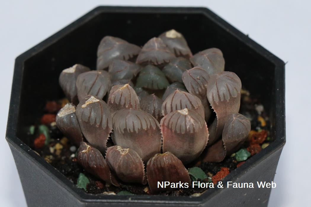 Haworthia_cooperi_Jennie_Tang_1