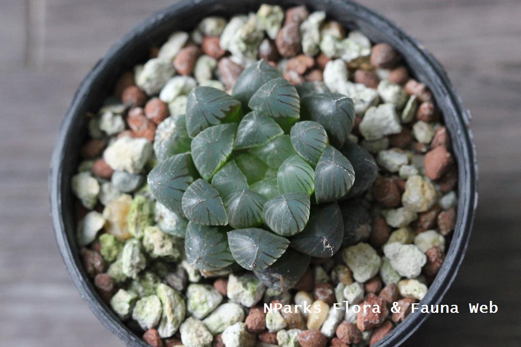 Haworthia_cooperi_var_truncata_Jennie_Tang_1