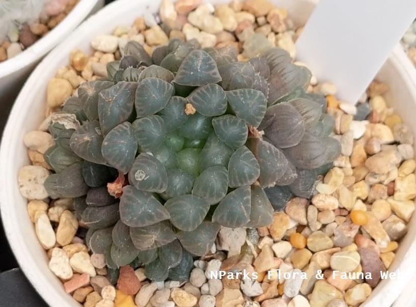 Haworthia_cooperi_var_truncata_Xu_Junde_1