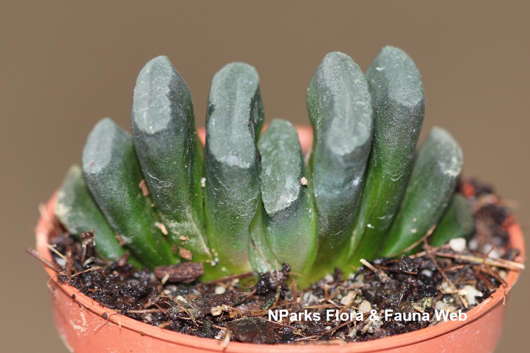 Haworthia_truncata_Jennie_Tang