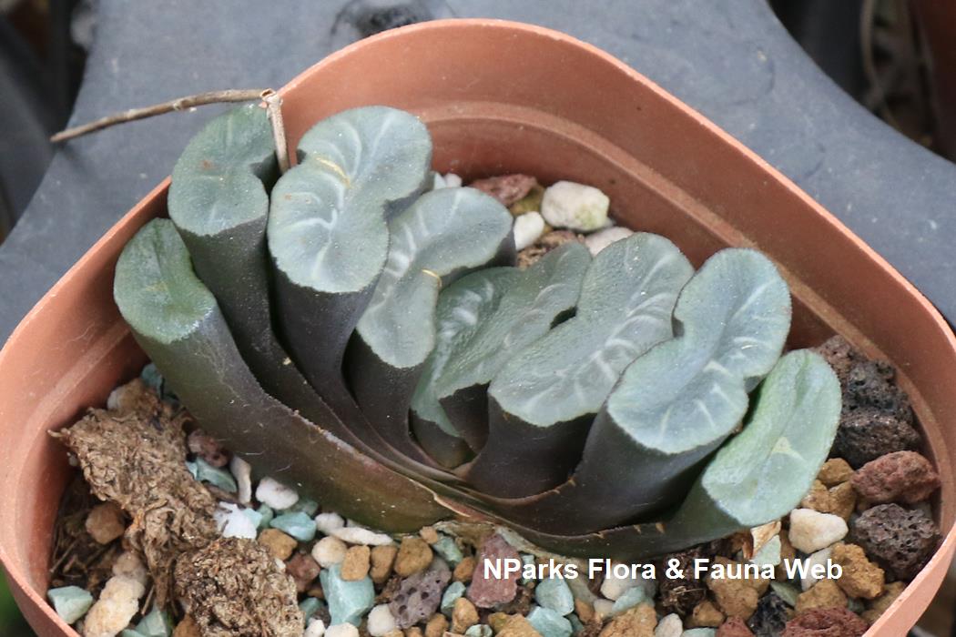 Haworthia_truncata_Low_Wei_Teng