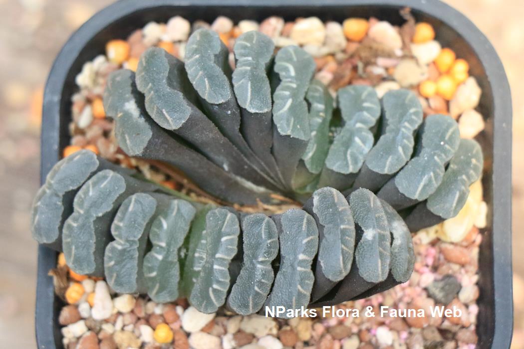Haworthia_truncata_Tamako_Kobayashi