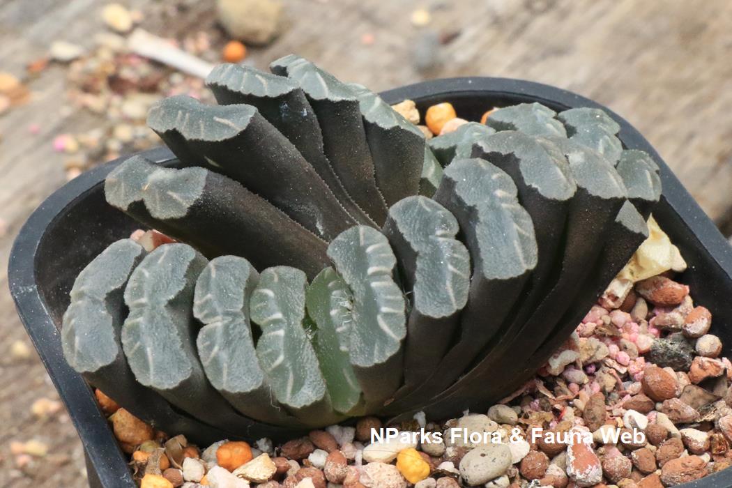Haworthia_truncata_Tamako_Kobayashi
