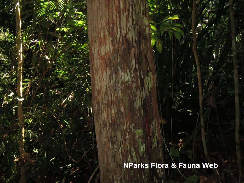 Horsfieldia_polyspherula_var_polyspherula_Reuben_Lim_3LR