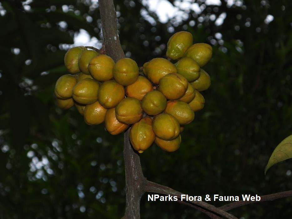 Horsfieldia_polyspherula_var_polyspherula_Reuben_Lim_4LR