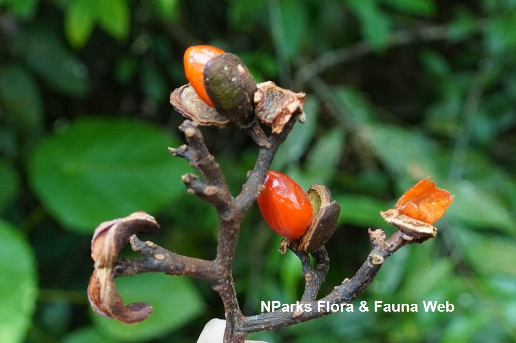 Horsfieldia_polyspherula_var_polyspherula_Reuben_Lim_6LR