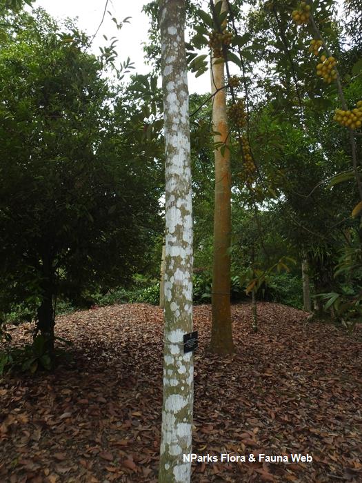 Horsfieldia_polyspherula_var_polyspherula_Reuben_Lim_7LR