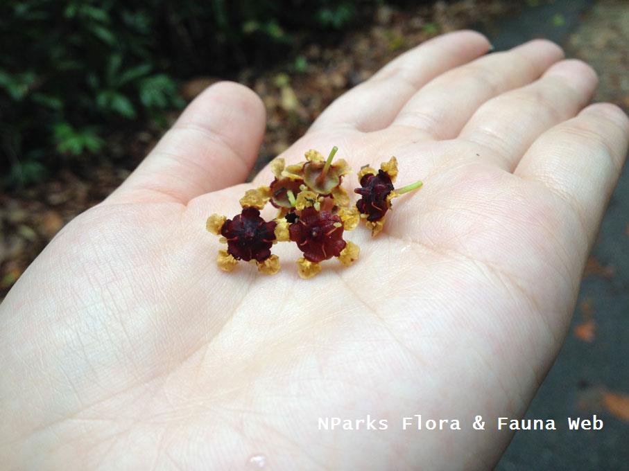 Lophopetalum wightianum_Cerlin Ng