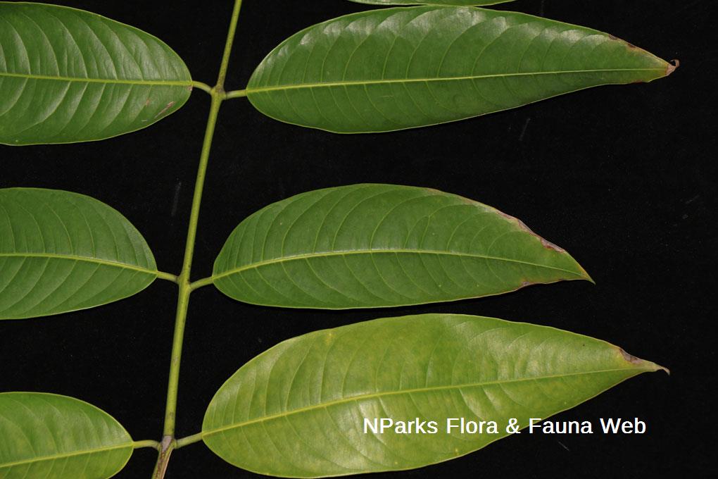 Lophopetalum wightianum_Low Wei Teng