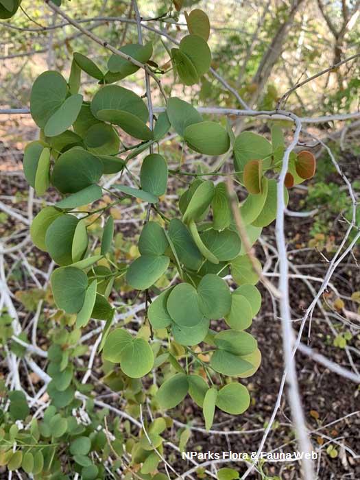 Lysiphyllum hookeri