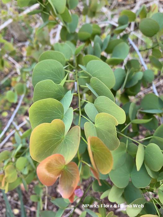 Lysiphyllum hookeri