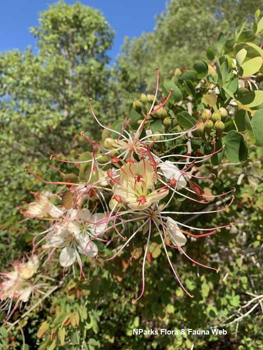 Lysiphyllum hookeri