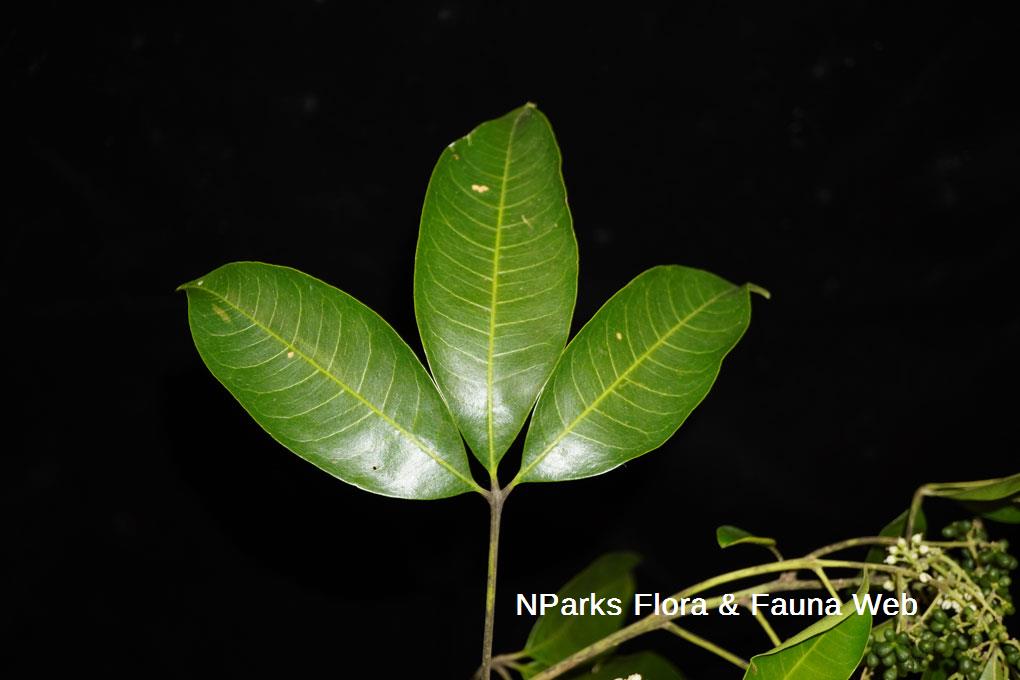 Melicope lunu-ankenda_Reuben Lim