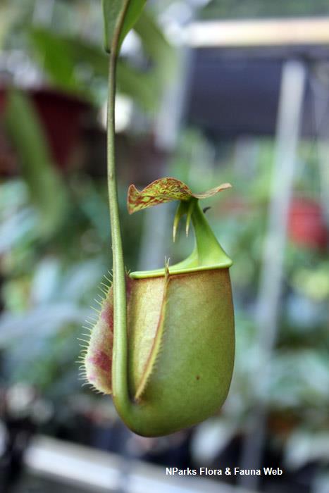 Nepenthes bicalcarata