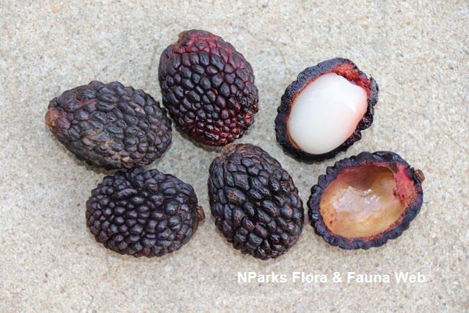 Nephelium juglandifolium