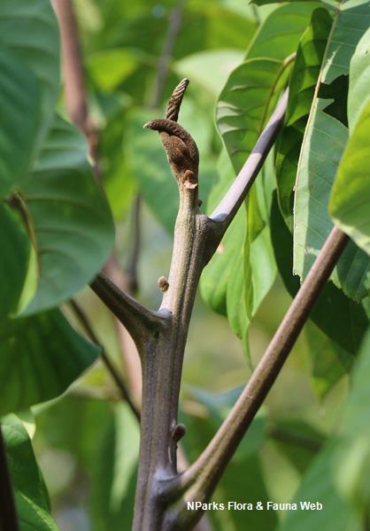 Nephelium juglandifolium