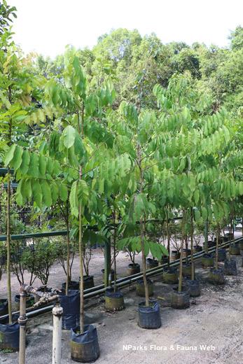 Nephelium juglandifolium