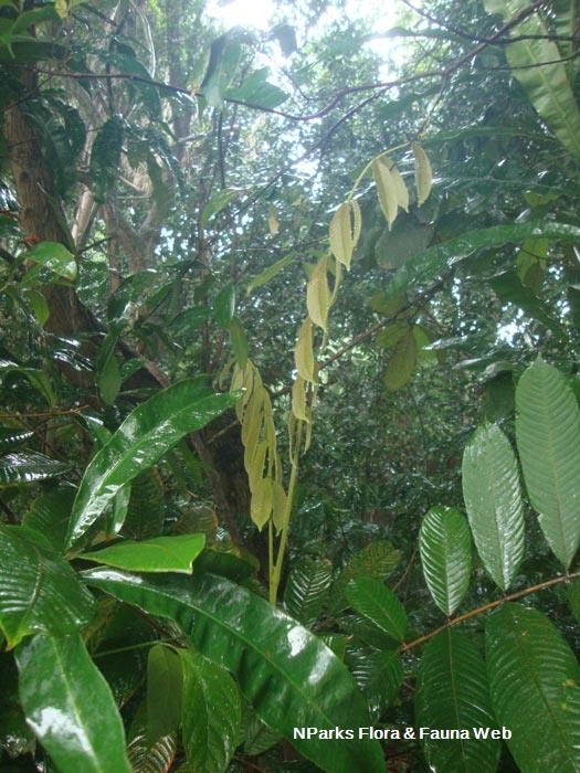 Nephelium cuspidatum