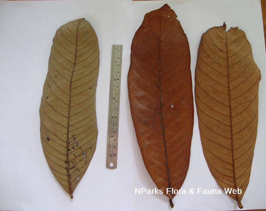 Nephelium cuspidatum