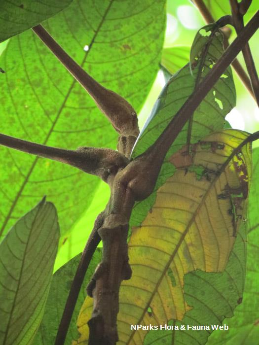 Nephelium cuspidatum