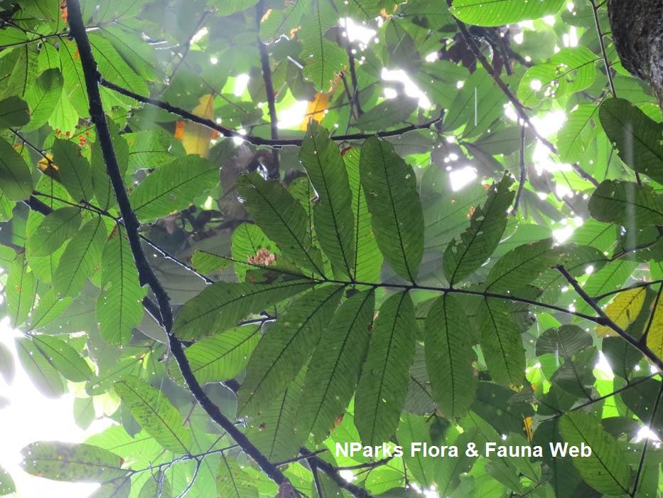 Nephelium cuspidatum