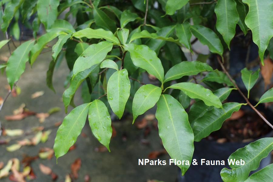 Palaquium hexandrum