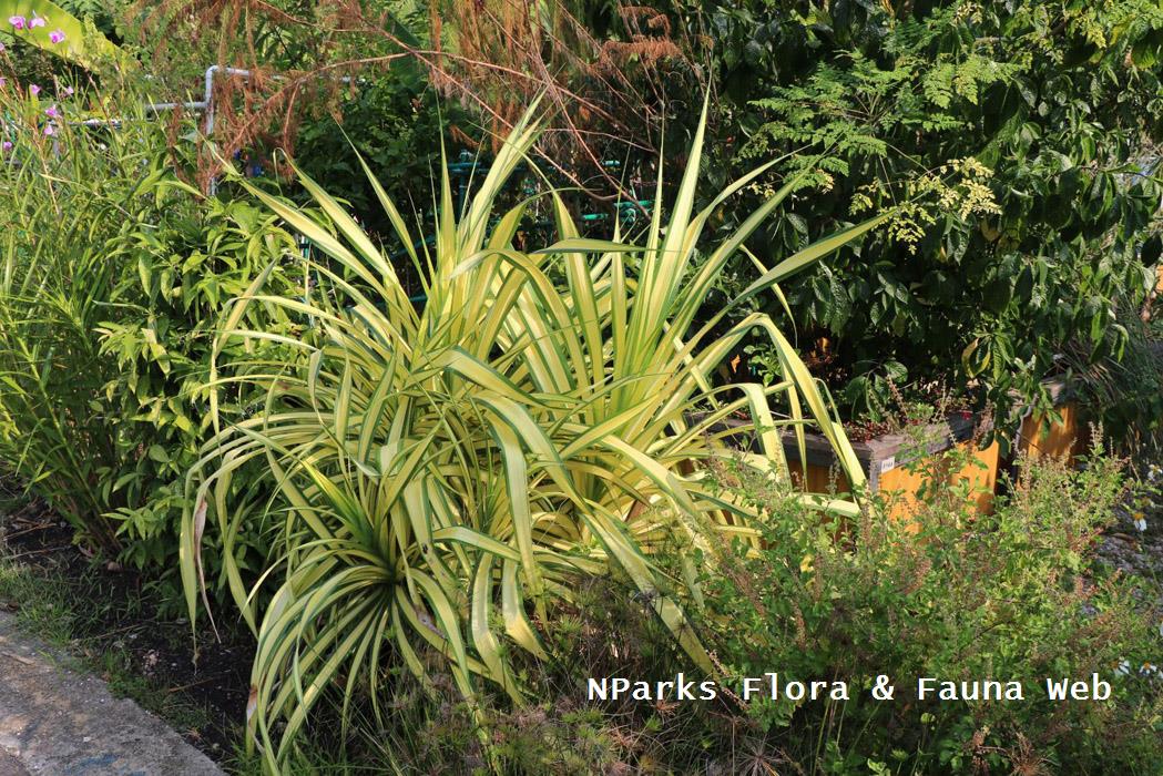 Pandanus_tectorius_thornless_Jennie_Tang_1rs