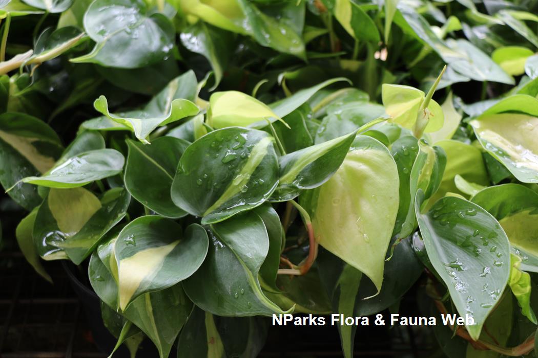 Philodendron hederaceum var hederaceum