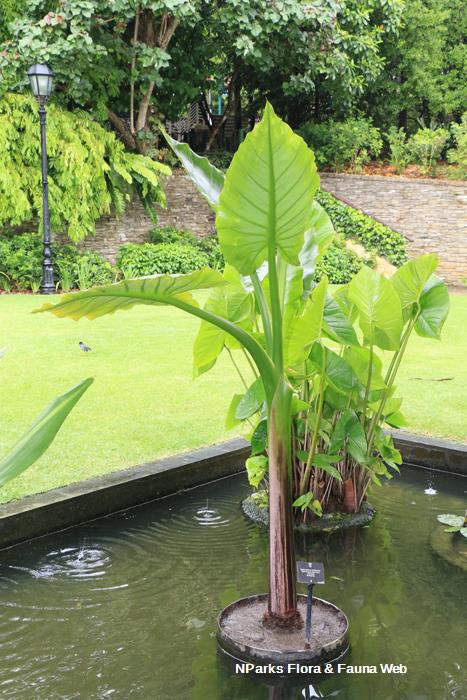 Typhonodorum_lindleyanum_Jennie_Tang_2